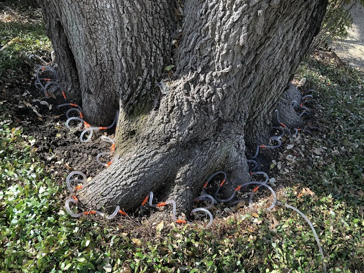 Detailed Tree Cabling and Bracing job site in Bonner Springs