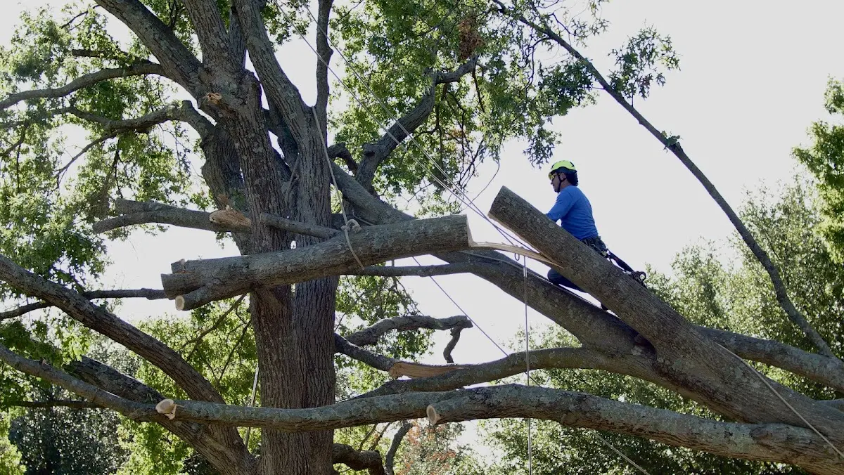 Professional Crown Thinning performed by certified arborists in Bonner Springs