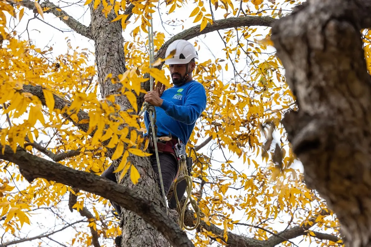 Skilled Tree Planing crew working in Bonner Springs